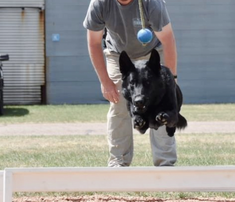 Morris-Stevens County Fair Blog-K9 Show (2) Morris-Stevens County Fair Blog-K9 Show (2)
